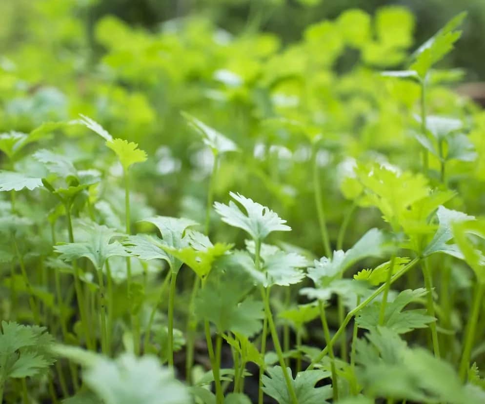 Gdzie kupić kolendrę? Odkryj najlepsze miejsca w twojej okolicy