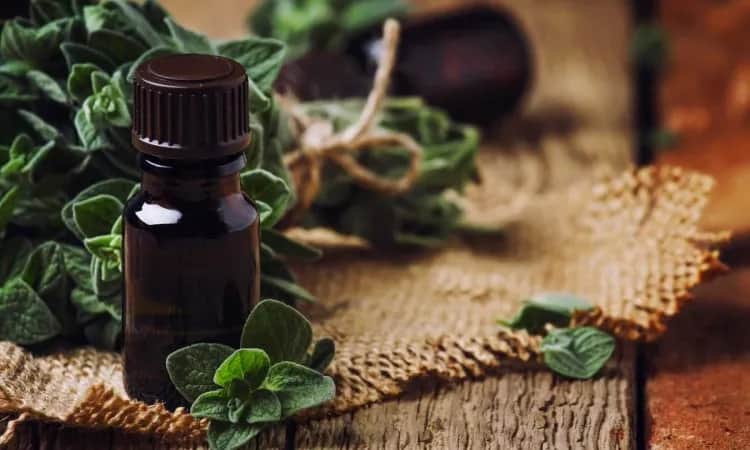 Krople oregano na co? Odkryj ich niezwykłe właściwości zdrowotne