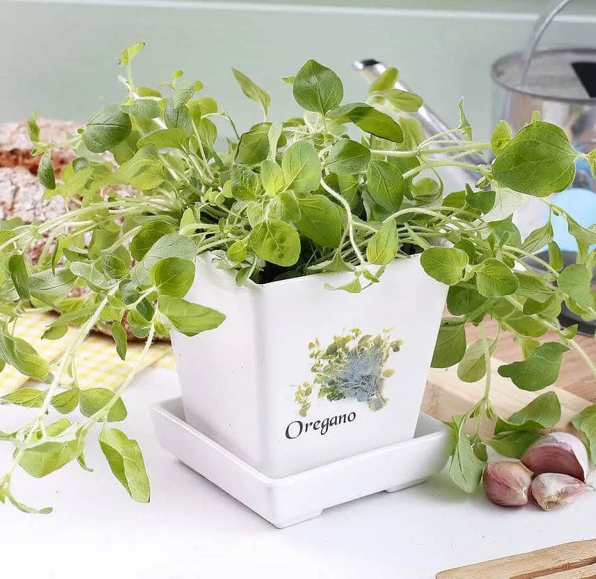 Jak wykorzystać świeże oregano w kuchni do pysznych potraw