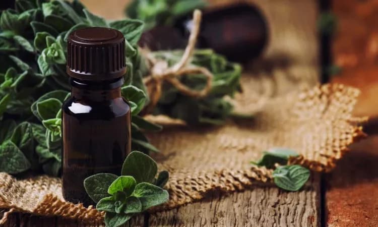 Olejek z oregano na co? Odkryj jego niezwykłe właściwości zdrowotne