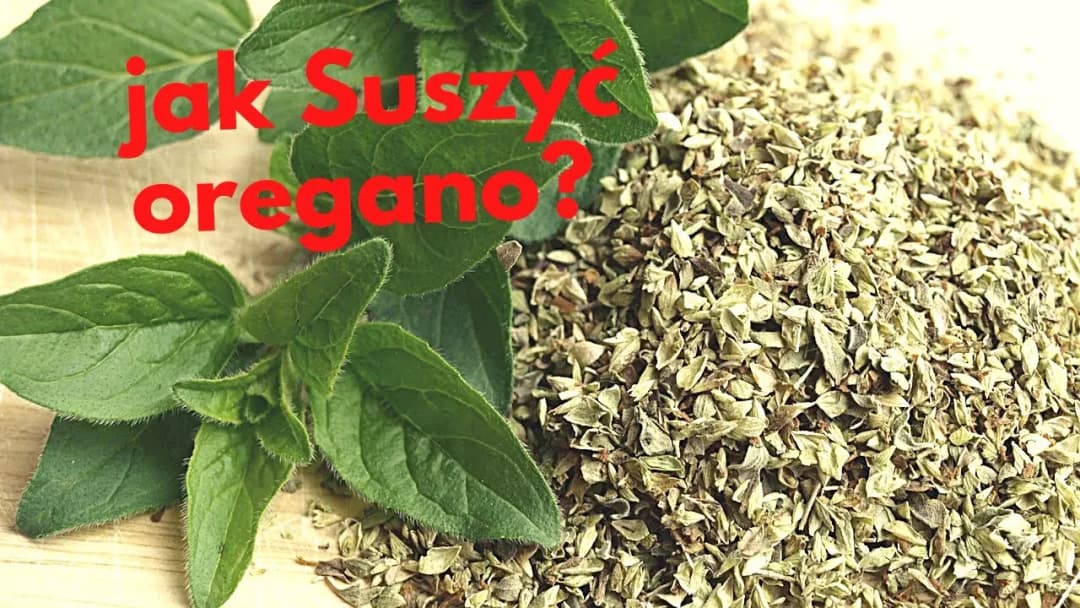 Jak suszyć oregano w domu - proste metody, które zachowają smak