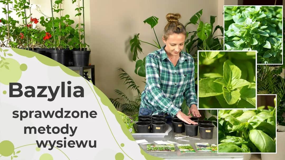 Jak posadzić bazylię: proste kroki, aby uniknąć najczęstszych błędów
